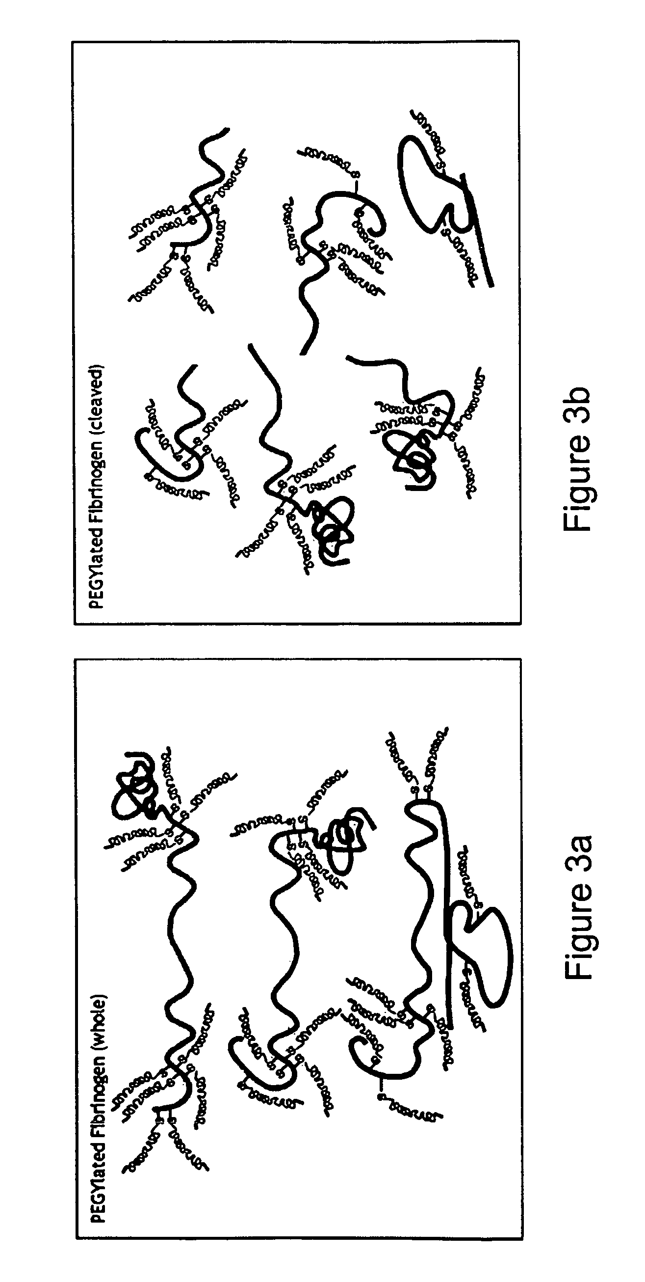 Matrix composed of a naturally-occurring protein backbone cross linked by a synthetic polymer and methods of generating and using same