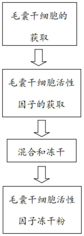 A kind of preparation method of hair follicle stem cell active factor freeze-dried powder for treating hair loss