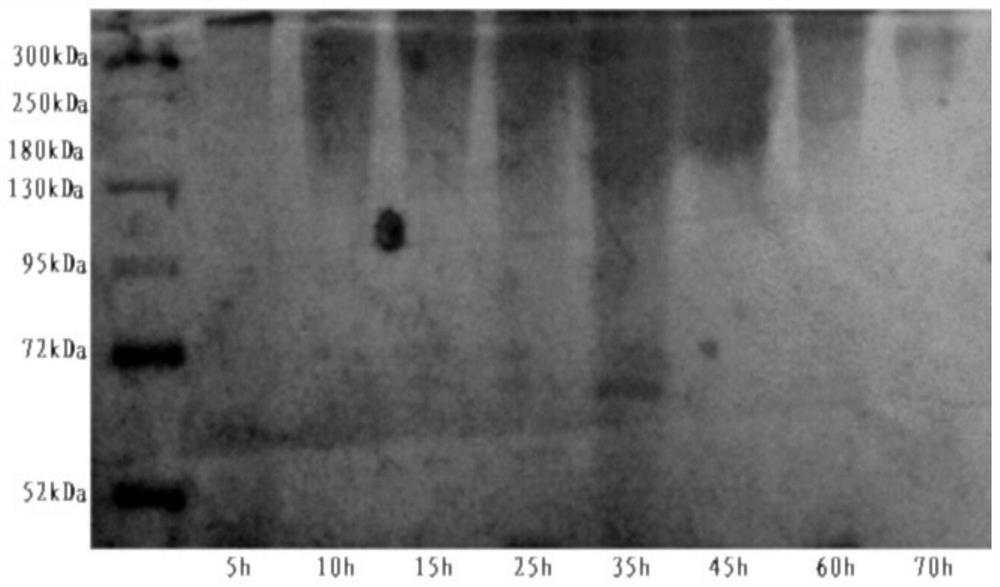 Preparation method of polyglutamic acid biochar-based organic fertilizer