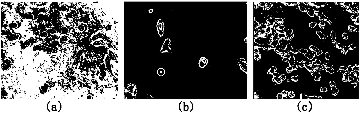 Method and system for detecting and screening quasi-circular cell regions