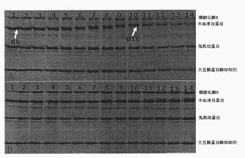 Preparation method of standard protein sample and protein lysate