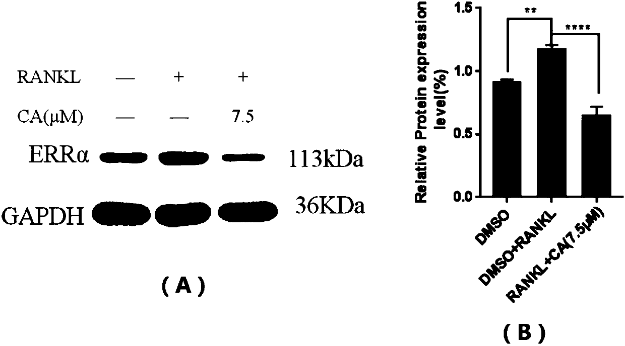 Application of carnosic acid in preparing ERRalpha (Estrogen-Related Receptor alpha) expression inhibitor and medicine for treating osteoporosis