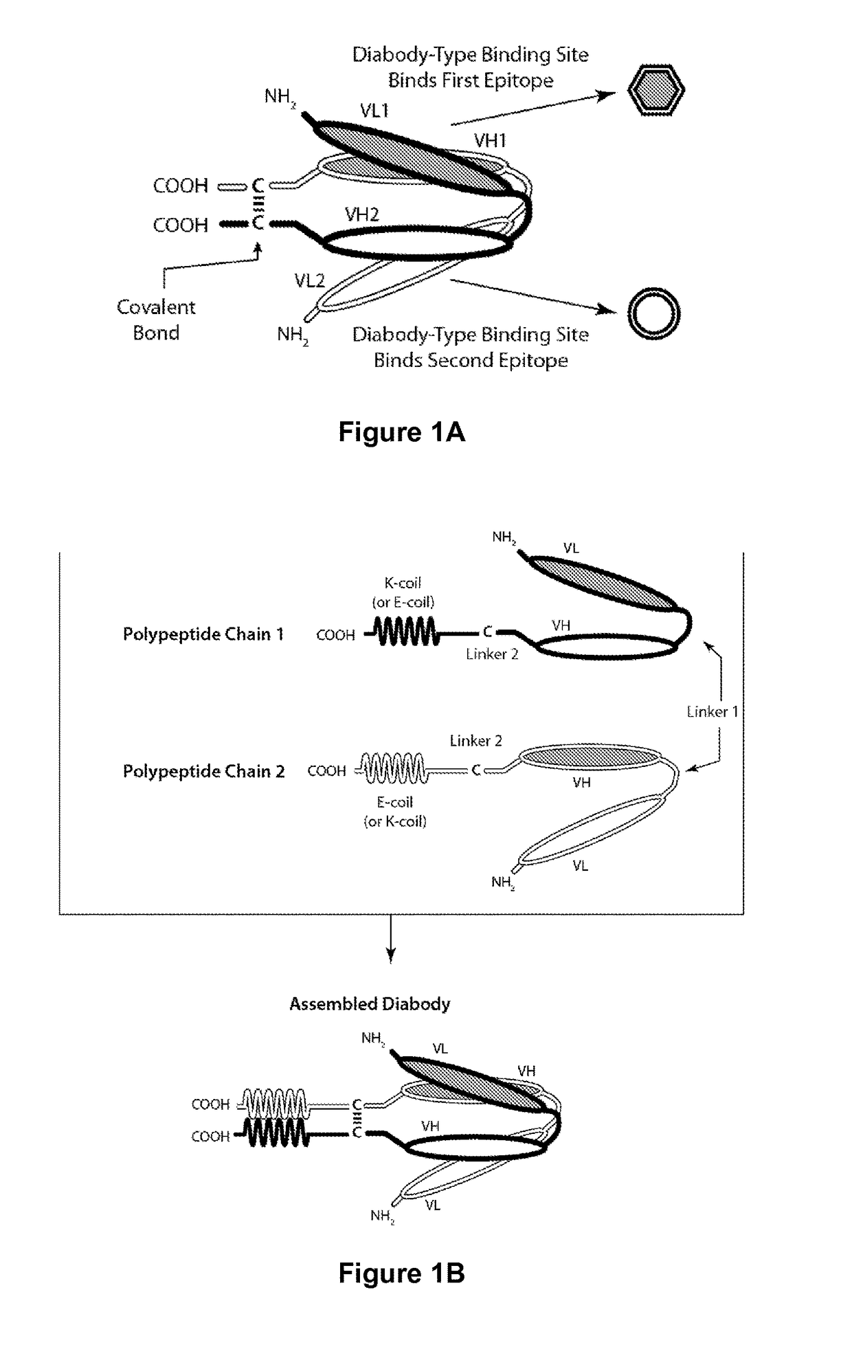 Tri-Specific Binding Molecules and Methods of Use Thereof