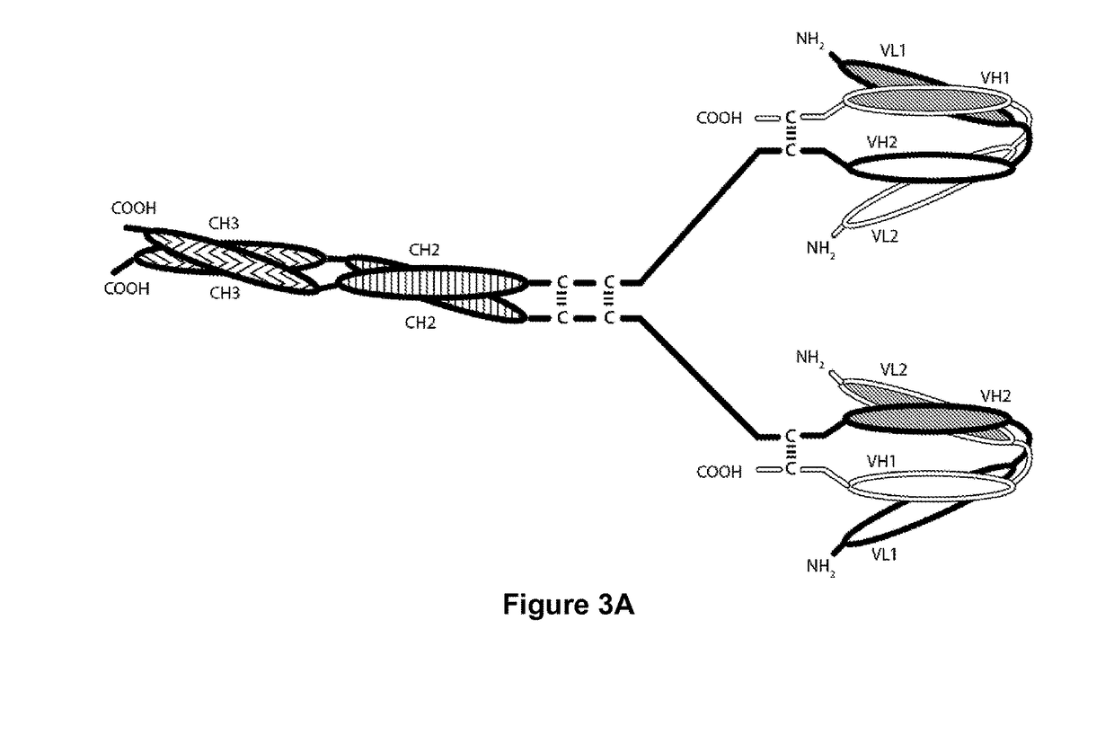 Tri-Specific Binding Molecules and Methods of Use Thereof