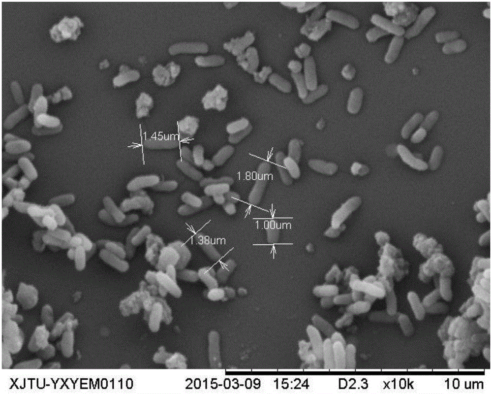 Comamonas capable of effectively degrading picolinic acid and application of comamonas