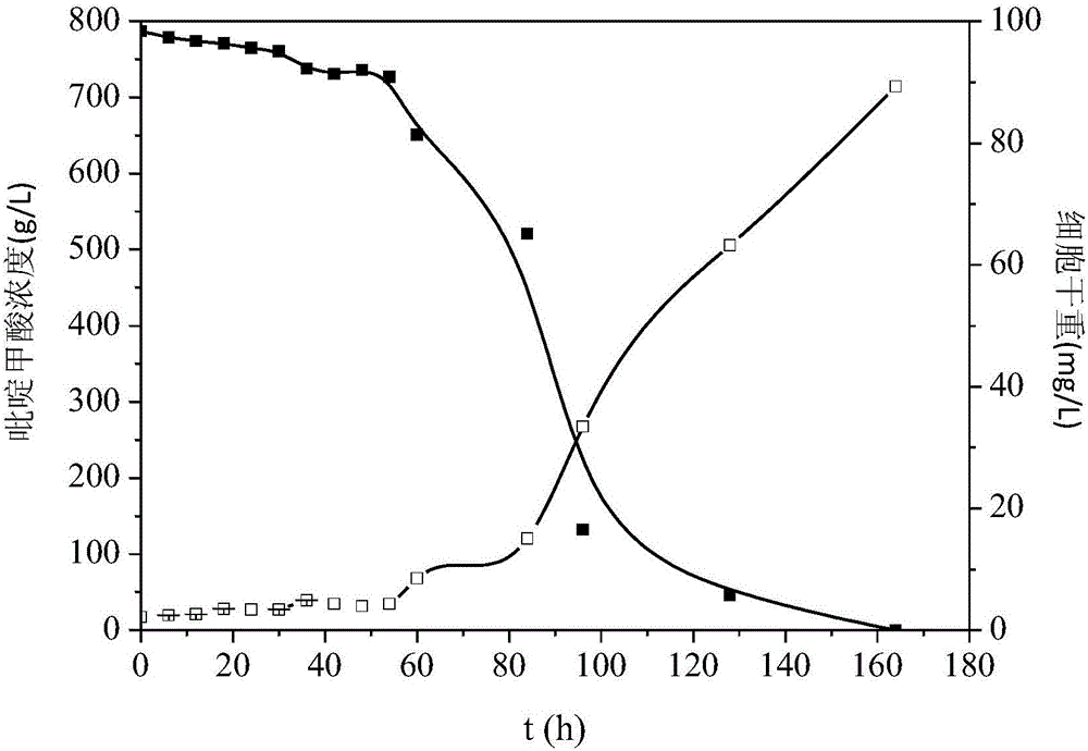 Comamonas capable of effectively degrading picolinic acid and application of comamonas