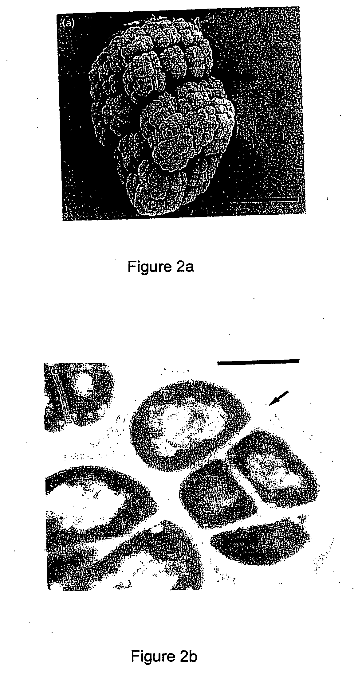 Novel radiation-resistant microorganism