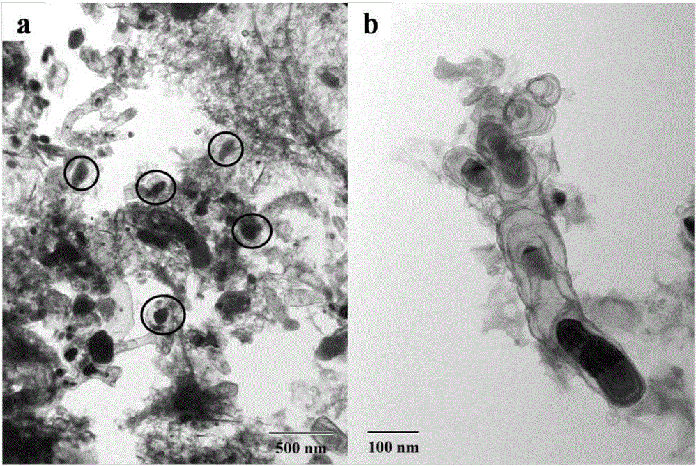 N and S dual-doped carbon nanotube-coated FexC catalyst and preparation method and application thereof