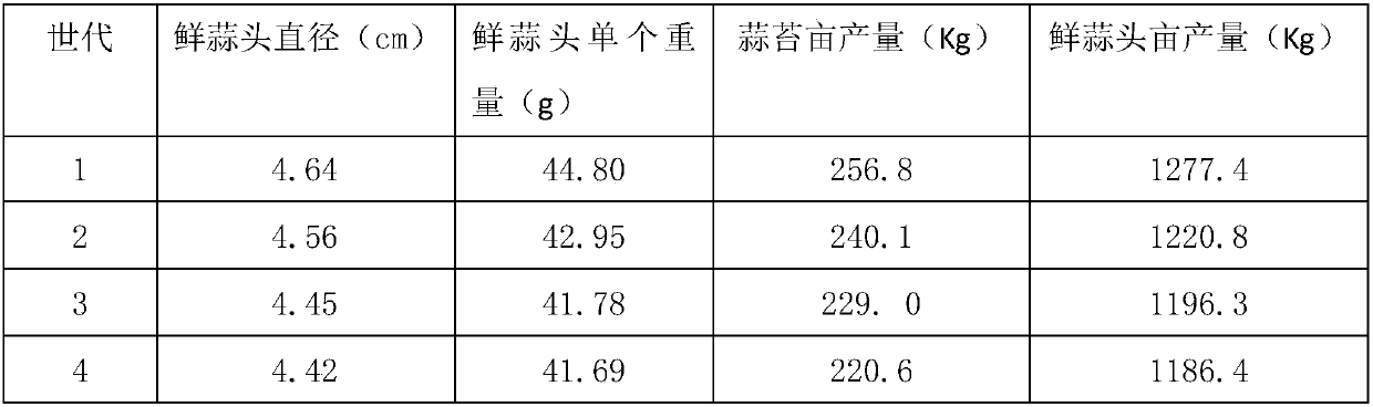 Zero tillage planting method for direct seeding of rice and crop rotation of ligusticum wallichii and garlic