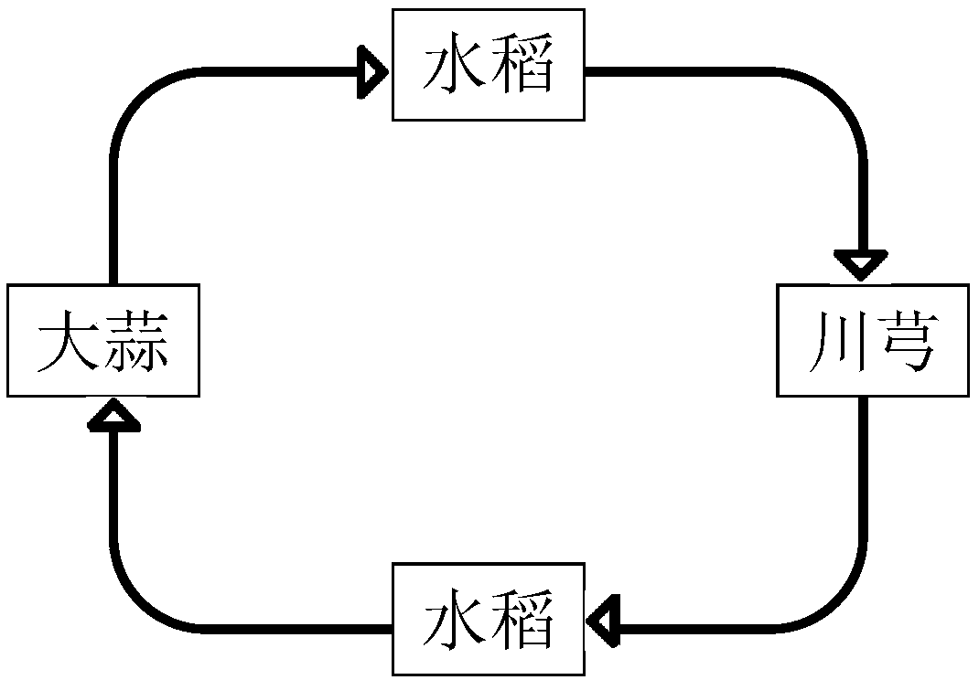 Zero tillage planting method for direct seeding of rice and crop rotation of ligusticum wallichii and garlic