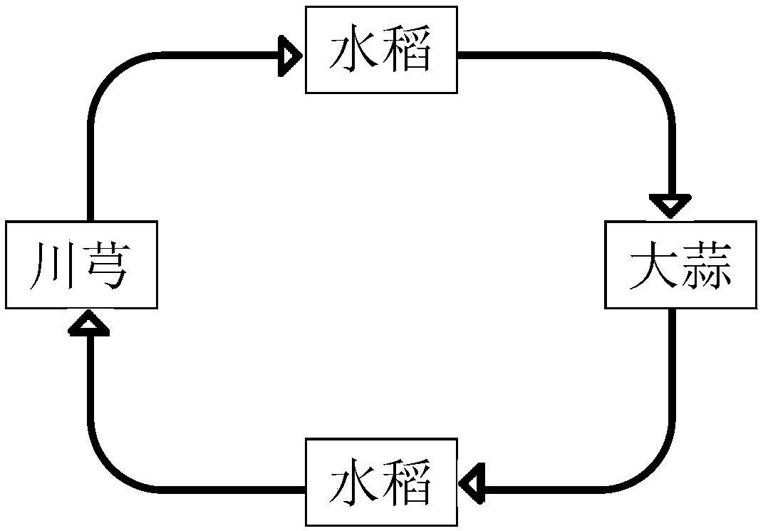 Zero tillage planting method for direct seeding of rice and crop rotation of ligusticum wallichii and garlic