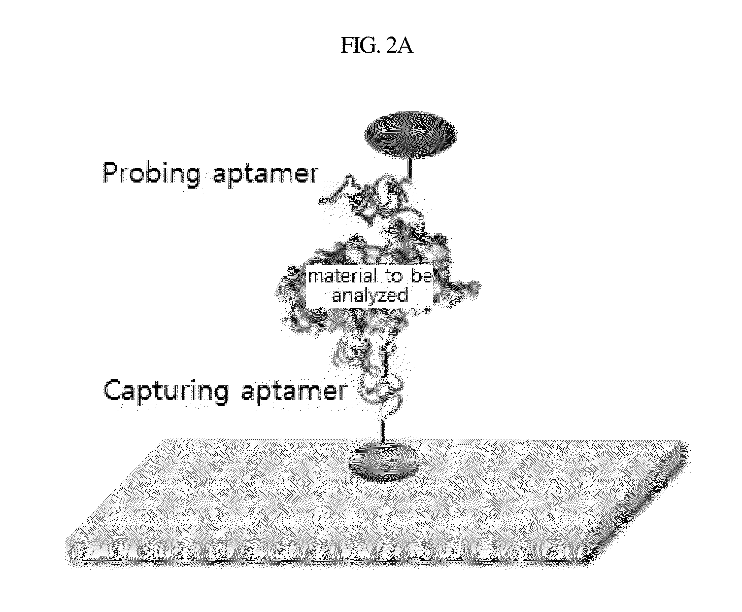 Aptamer which selectively binds to ERBB2 receptor and uses thereof