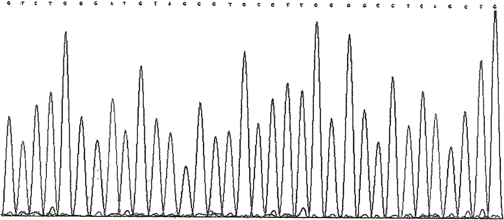 Detection method of single nucleotide polymorphism sites of hypertension susceptibility gene and kit thereof