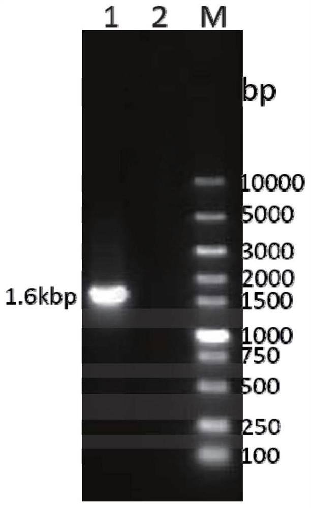 Recombinant feline herpesvirus type 1 gb-gd protein and its application