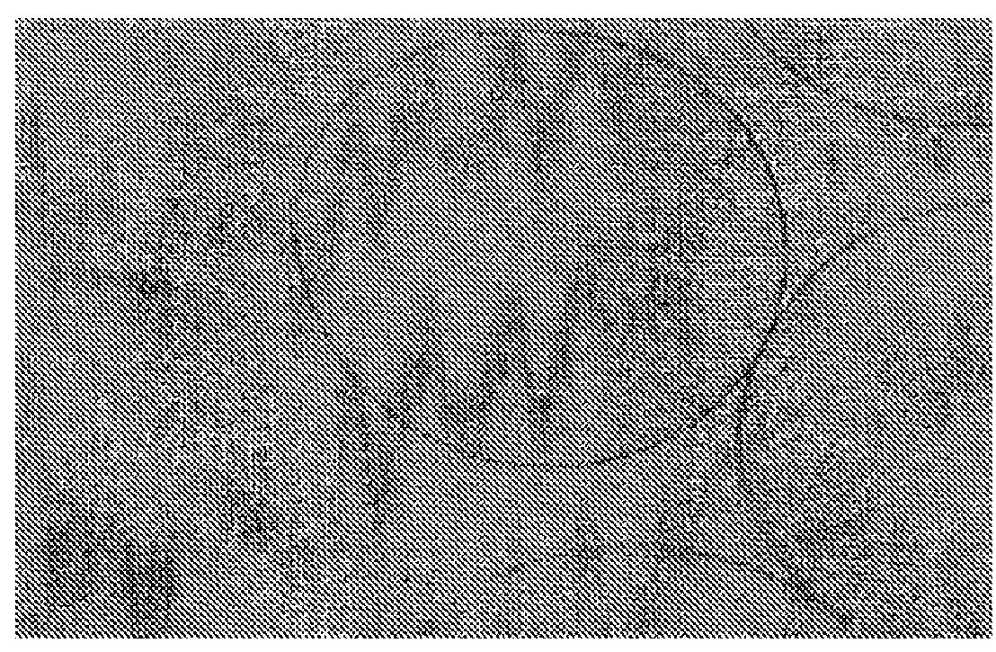 Controlled release vaccines and methods for treating <i>Brucella </i>diseases and disorders