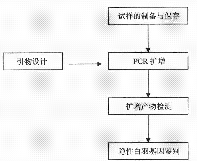 A molecular identification method of chicken recessive white feather gene