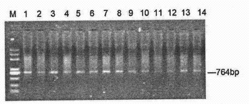 A molecular identification method of chicken recessive white feather gene