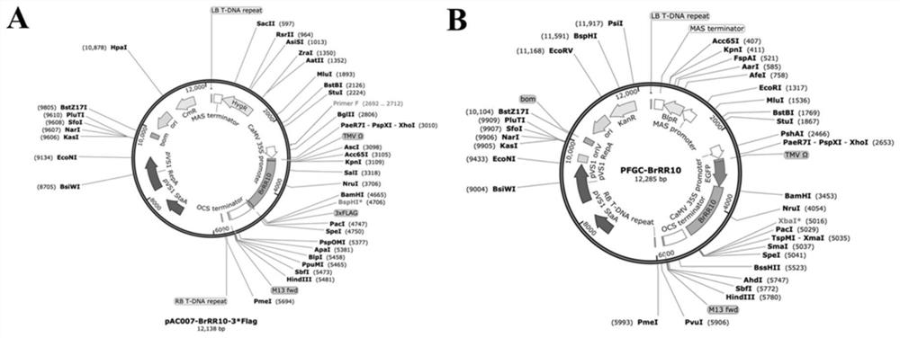 Chinese cabbage B-type response regulatory factor gene BrRR10 and application thereof