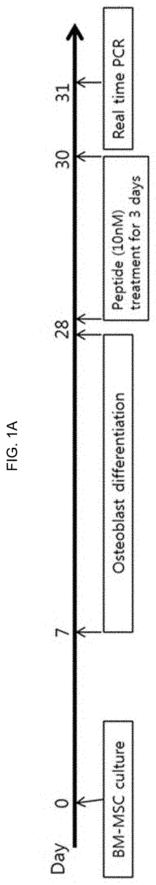 Novel peptide exhibiting effect of releasing hematopoietic stem cells into blood and osteoporosis therapeutic effect and use thereof