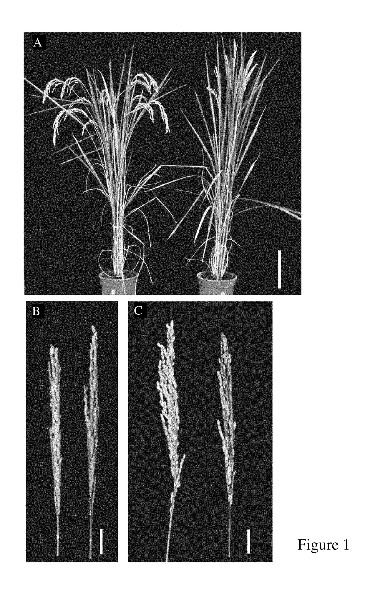 Mutated nucleotide molecule, and transformed plant cells and plants comprising the same