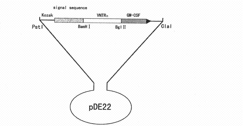 Recombinant BCG vaccine based on human MUC1 repetitive sequence and GM-CSF fusion expression