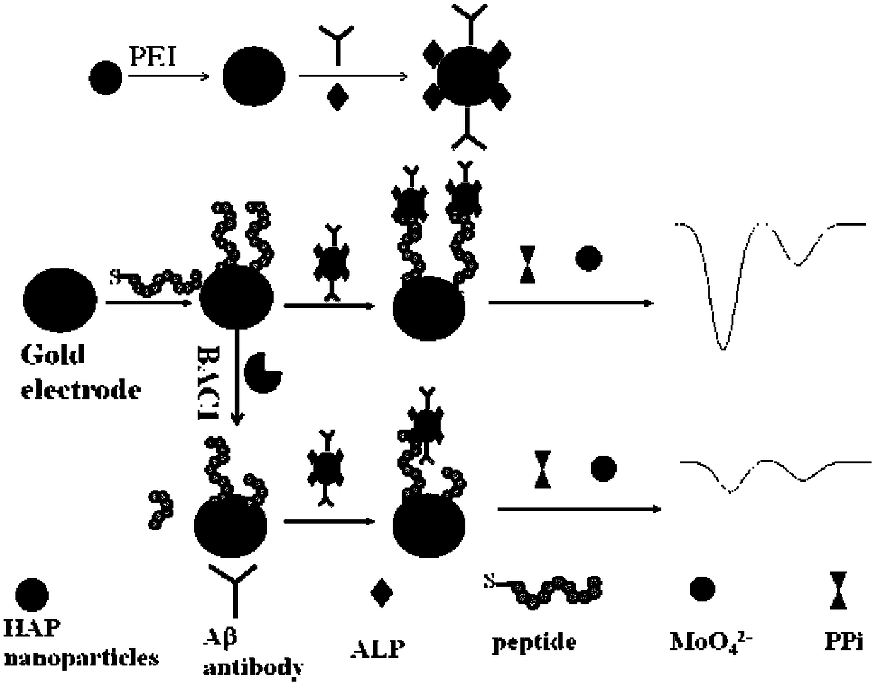 A method for constructing a hydroxyapatite-based electrochemical probe and a method for measuring bace1 activity and inhibition