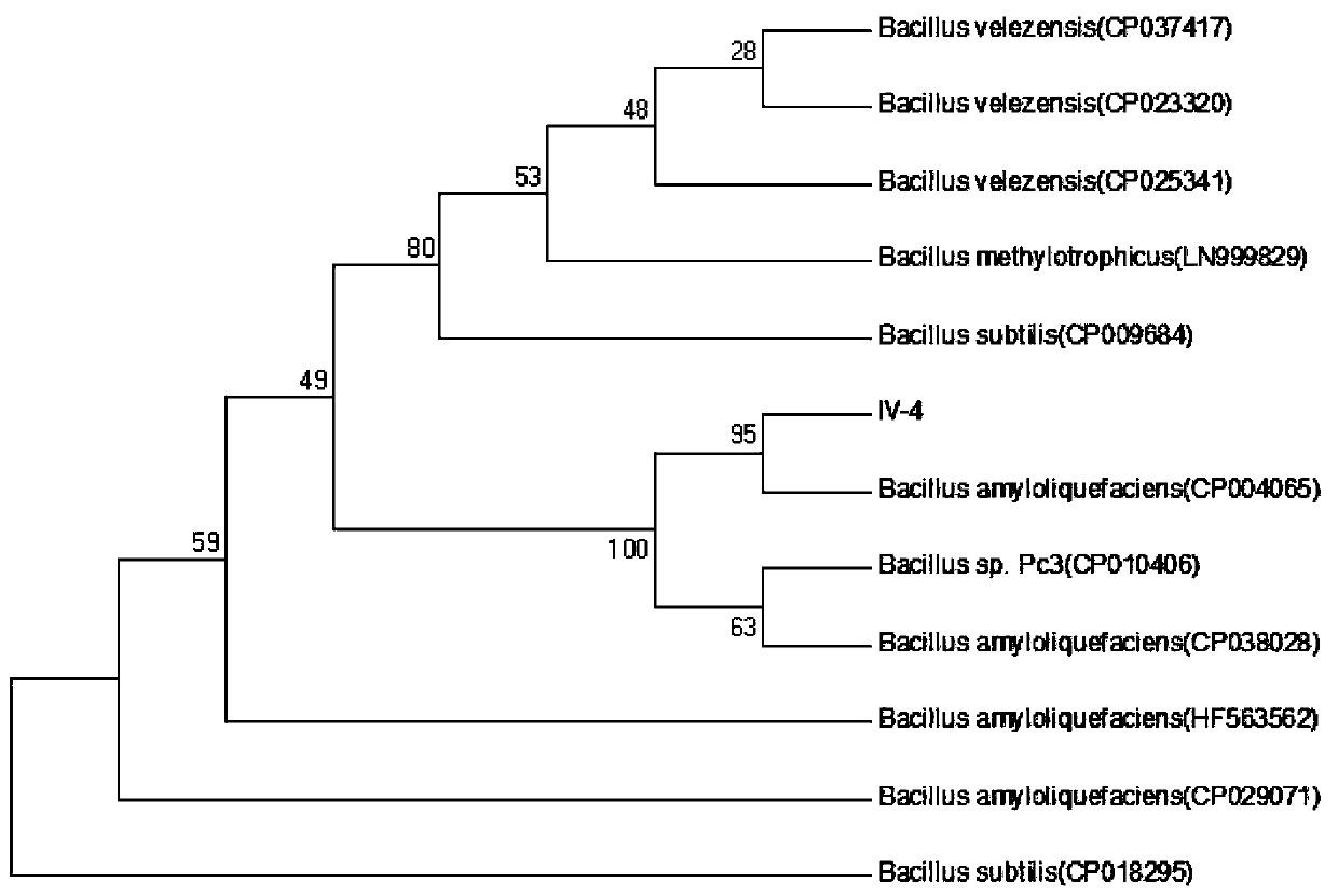 Antagonistic bacterium capable of increasing pH value of acid soil and preparation and application of microbial agent of antagonistic bacterium