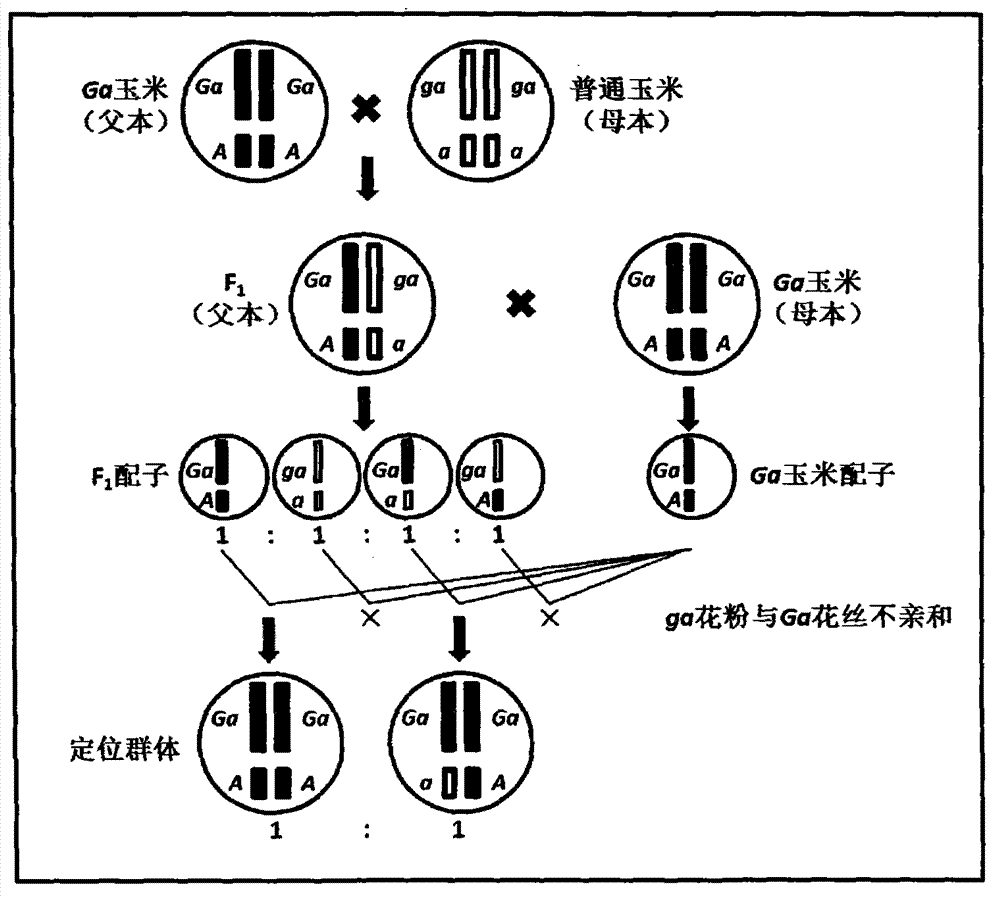 New method for mapping corn one-way outcross incompatibility gene