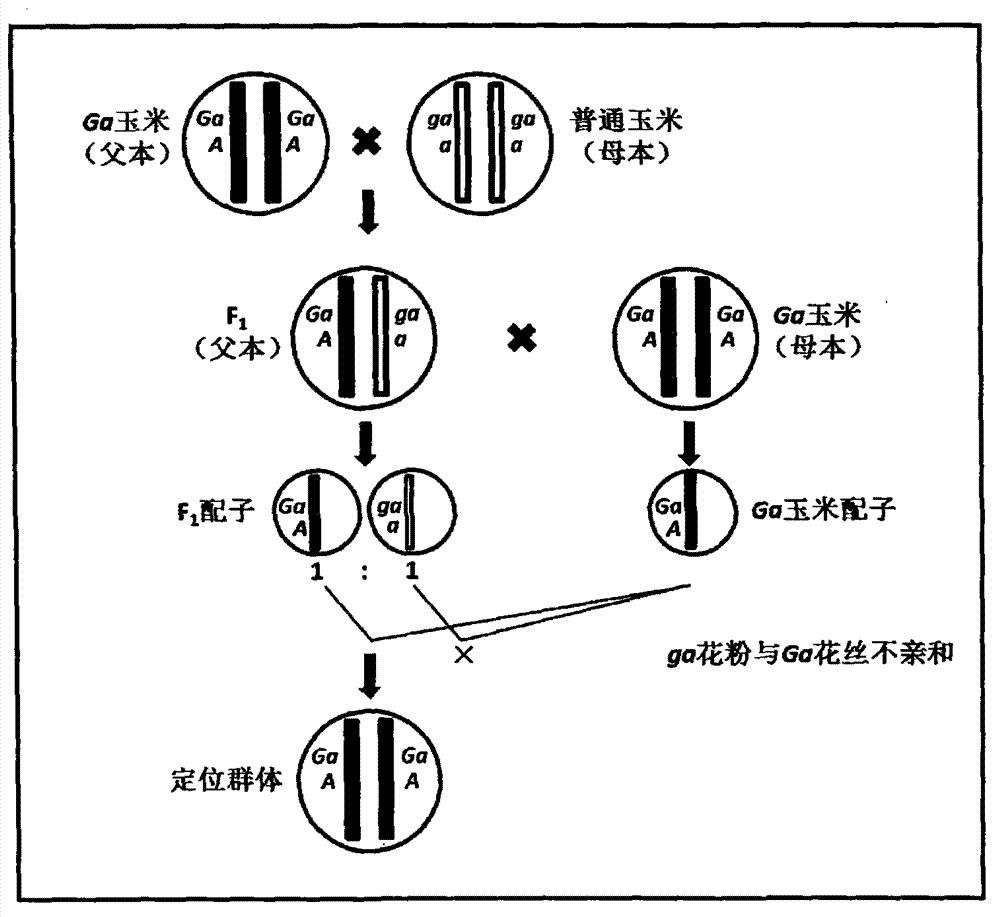 New method for mapping corn one-way outcross incompatibility gene