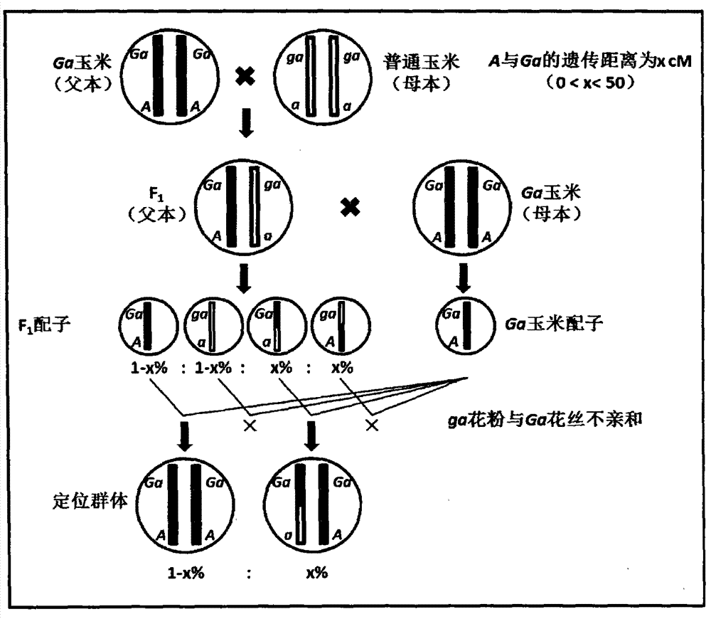 New method for mapping corn one-way outcross incompatibility gene