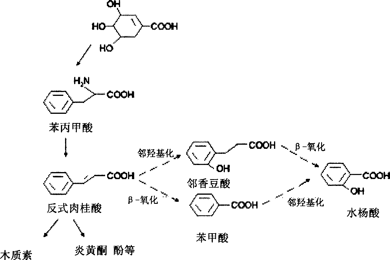 Method for increasing salicylic acid content in plant, and its special carrier