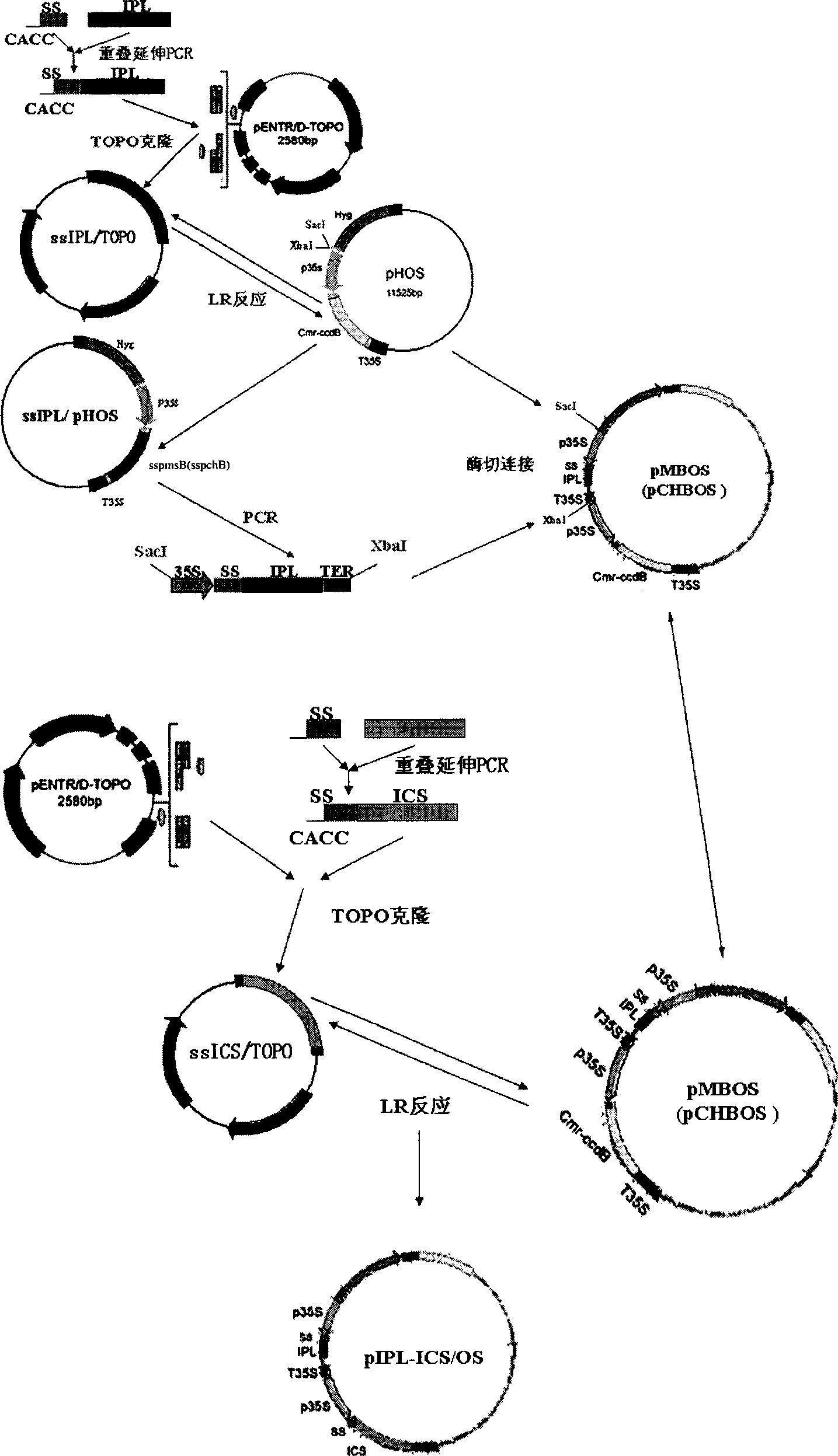 Method for increasing salicylic acid content in plant, and its special carrier