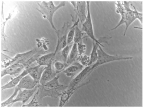 In-vitro separation and culture method of sustentacular cell of Mongolian horse