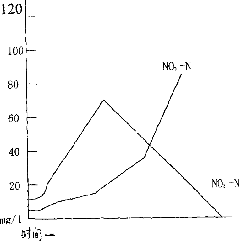 Method for treating carbonized sewage through cultivating and domesticating nitrobacterium and denitrified bacterium