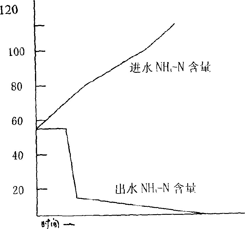 Method for treating carbonized sewage through cultivating and domesticating nitrobacterium and denitrified bacterium