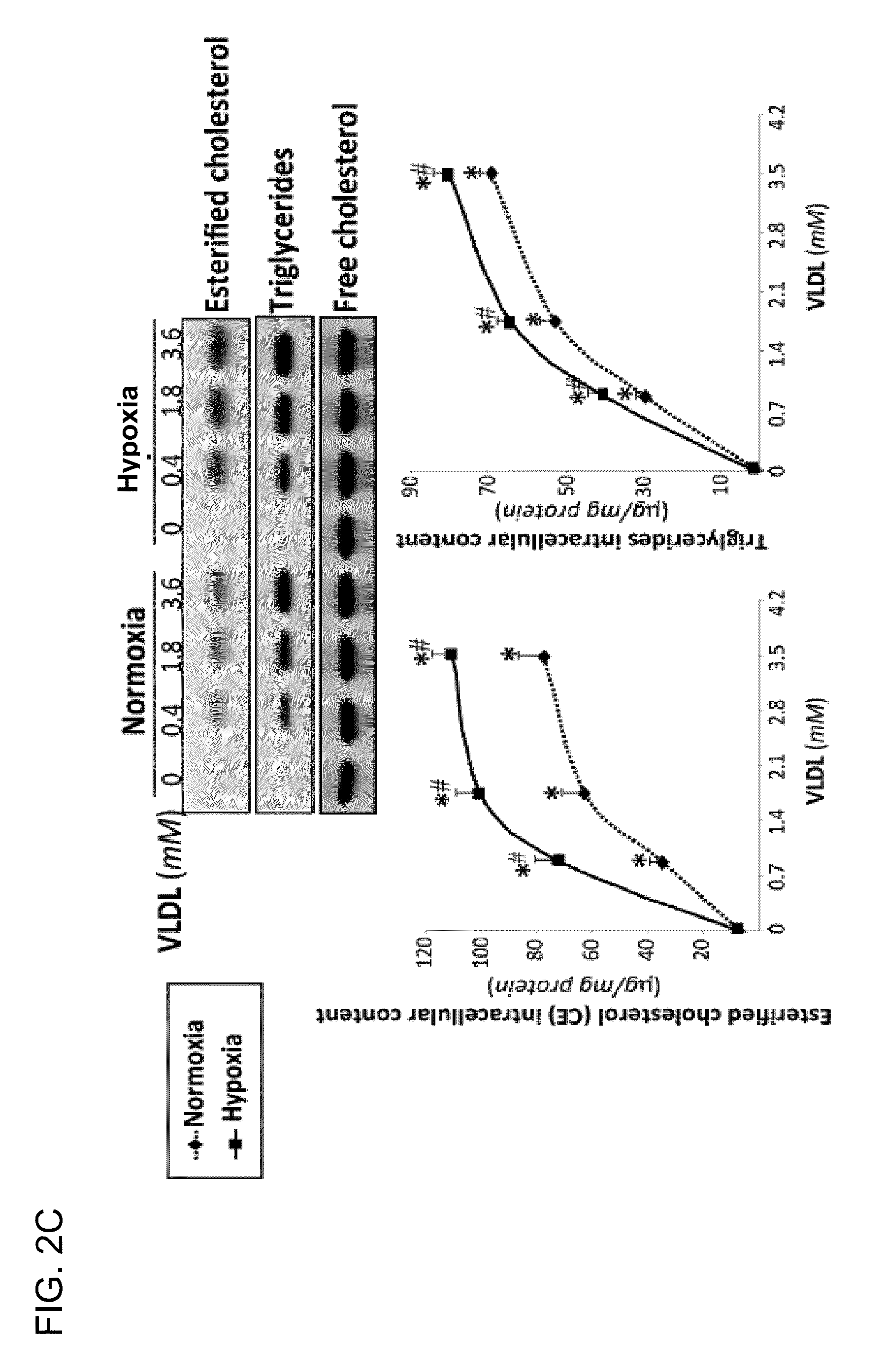 LRP1 as key receptor for the transfer of sterified cholesterol from very-low-density lipoproteins (VLDL) to ischaemic cardiac muscle