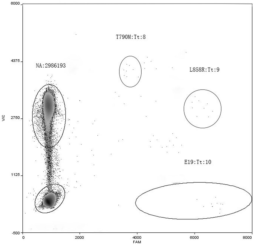 EGFR (epidermal growth factor receptor) gene mutation multiple detection primer probe and kit thereof