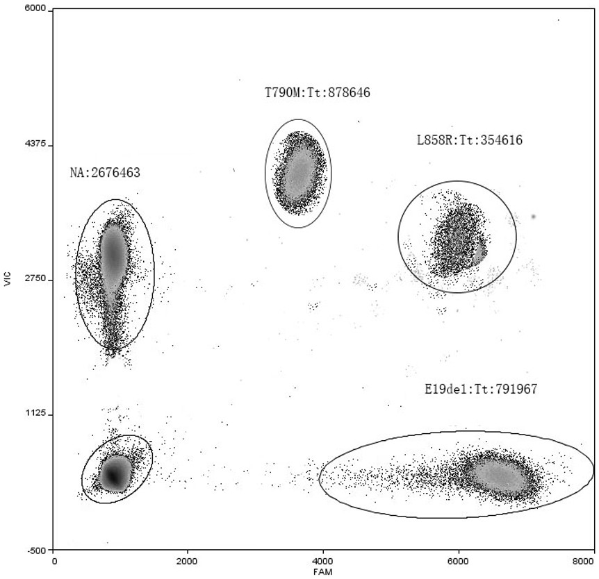 EGFR (epidermal growth factor receptor) gene mutation multiple detection primer probe and kit thereof