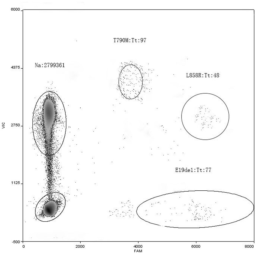 EGFR (epidermal growth factor receptor) gene mutation multiple detection primer probe and kit thereof