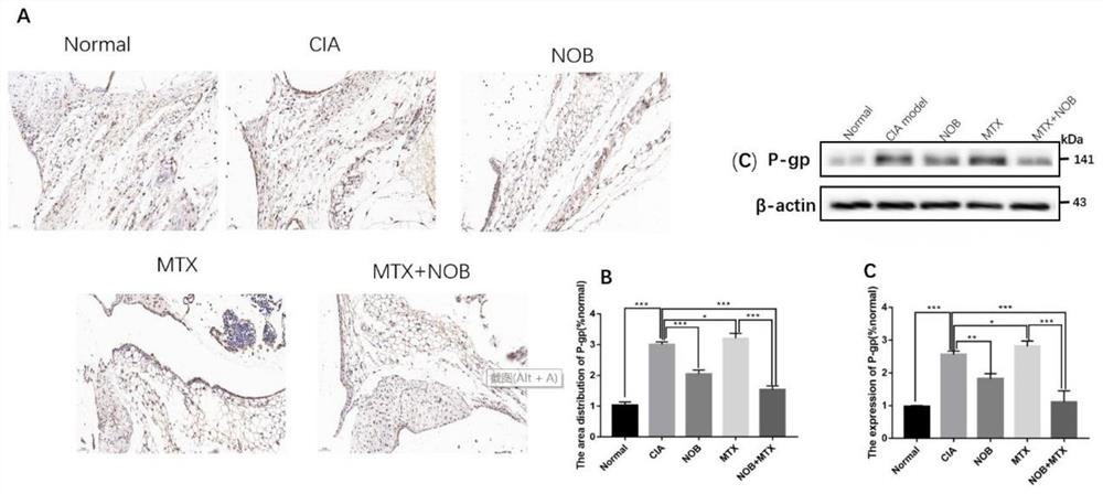 New application of nobiletin and nobiletin composition