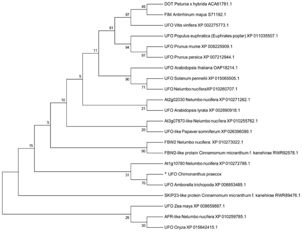 Wintersweet cpufo gene and its encoded protein and application