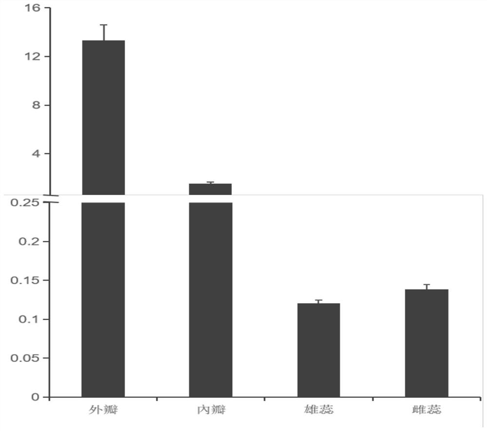 Wintersweet cpufo gene and its encoded protein and application