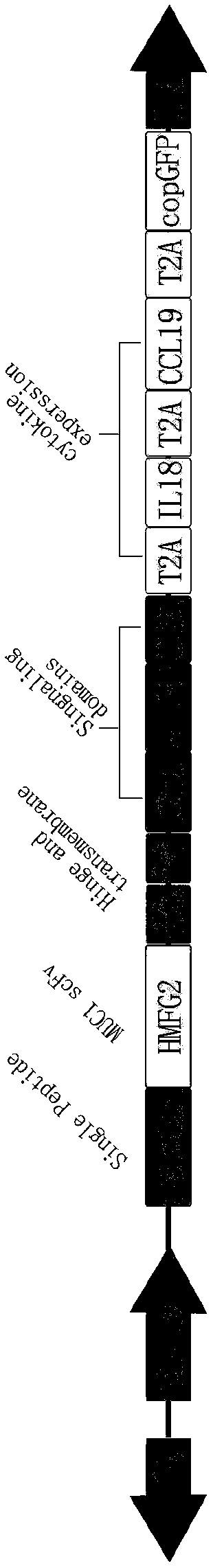 Preparation method of CAR (Cheimeric Antigen Receptors)-T cells for co-expressing IL18 (Interleukin 18) and CCL19 (Chemokine C-C motif ligand 19) protein and targeting MUC1 gene