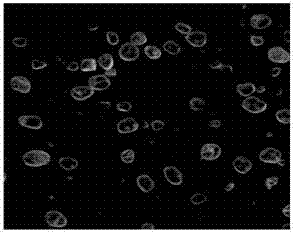 Idiosyncratic refined HMX (cyclotetramethylene tetranitramine) crystal and preparation method thereof