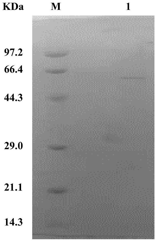 Pichia pastoris genetically engineered bacterium for heterologous expression of recombinant catalase and application of pichia pastoris genetically engineered bacterium