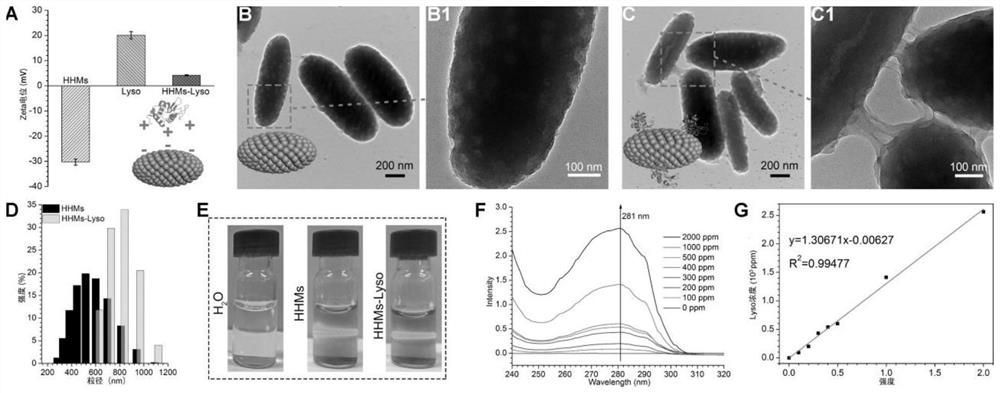 Preparation method of human hair melanosomes derivative and application of human hair melanosomes derivative in antibiosis and tissue repair