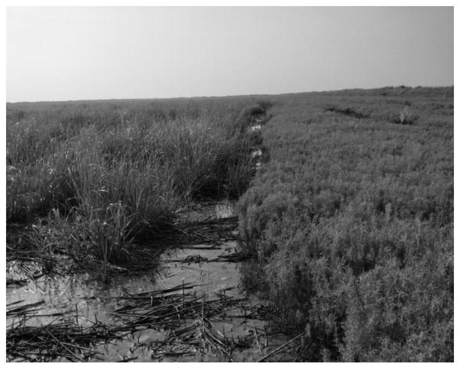 Method for replacing spartina alterniflora community with suaeda salsa community in intertidal zone of mud flat