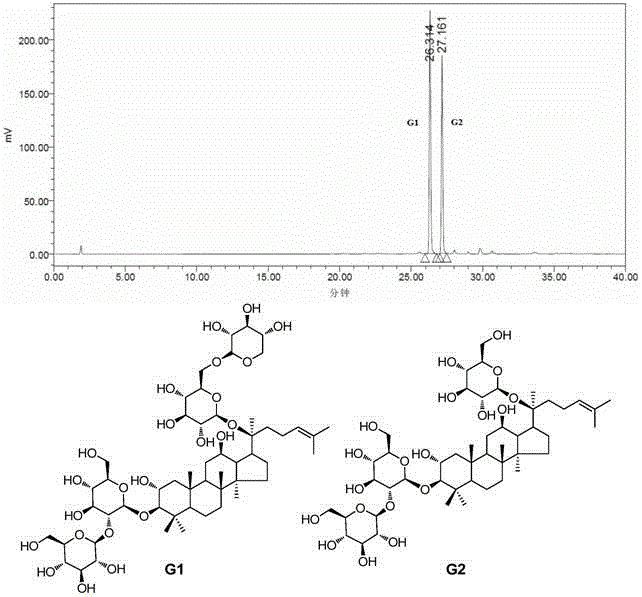 Use of dammarane-type triterpene derivatives