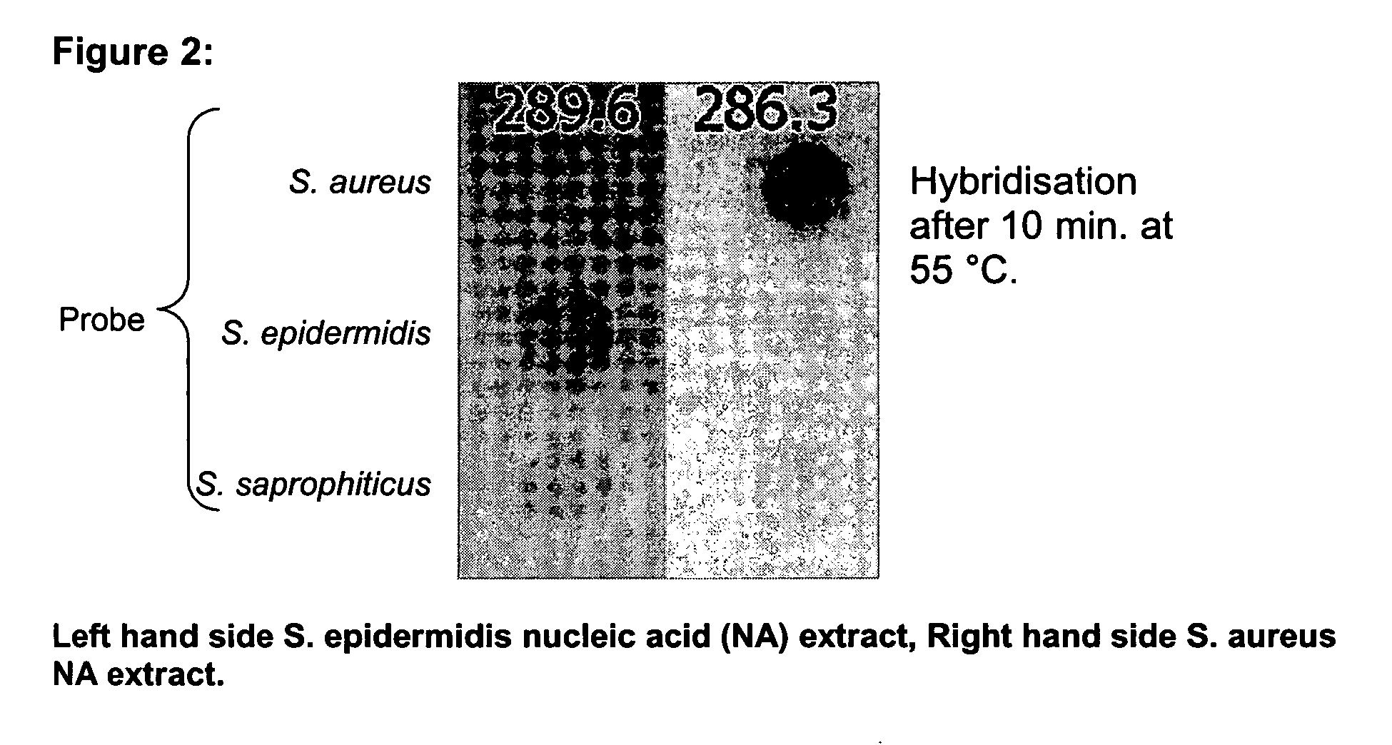 Fast method for detecting micro-organisms in food samples