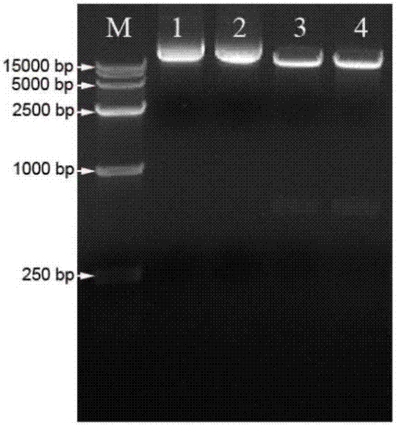 Halogeton glomeratus salt tolerant gene HgS2 and application thereof